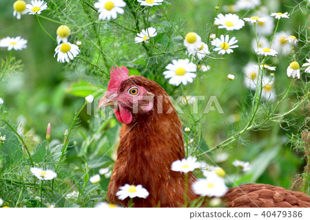 Red chicken in camomiles in nature Red chicken in camomiles in nature 40479386