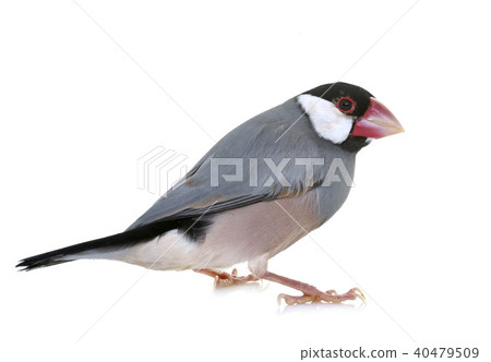 java sparrow in studio 40479509