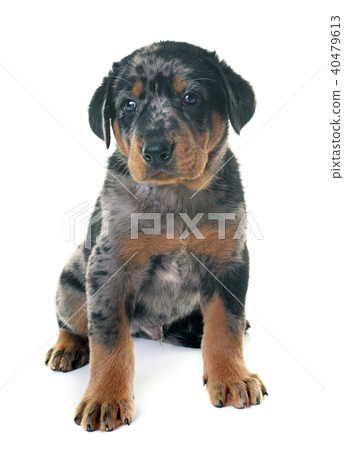 puppy beauceron in studio 40479613