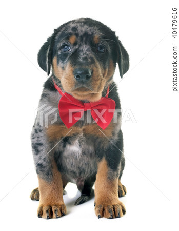 puppy beauceron in studio 40479616