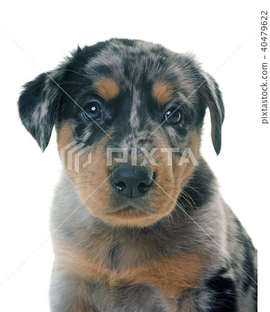 puppy beauceron in studio puppy beauceron in studio 40479622