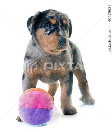 puppy beauceron in studio 40479625