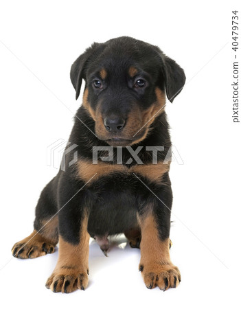 puppy beauceron in studio 40479734