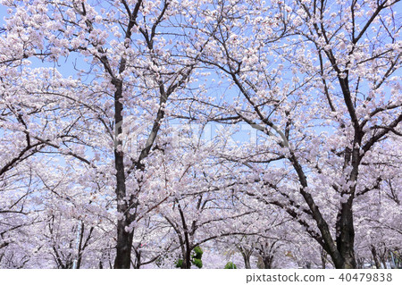 櫻花 櫻花 40479838