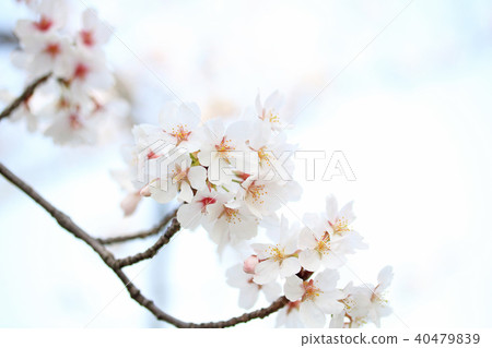 櫻花 櫻花 40479839