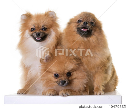 pomeranian spitz in studio 40479885