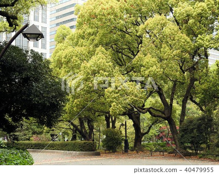Kusunoki(在年輕的葉子時)/日比谷公園 Kusunoki(在年輕的葉子時)/日比谷公園 40479955