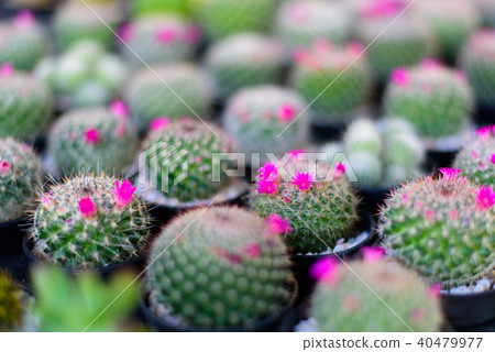 Photo of cactus and succulents arrange with pink Photo of cactus and succulents arrange with pink 40479977
