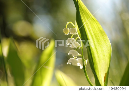 Lily of the valley in the forest Lily of the valley in the forest 40480094