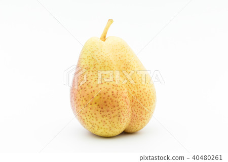 梨(var:Foel):Pear cv.Forelle 梨(var:Foel):Pear cv.Forelle 40480261