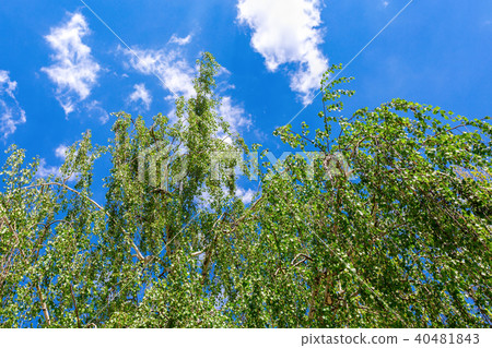 Birch tree branches against the blue sky Birch tree branches against the blue sky 40481843
