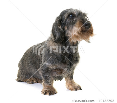 dachshund in studio 40482208