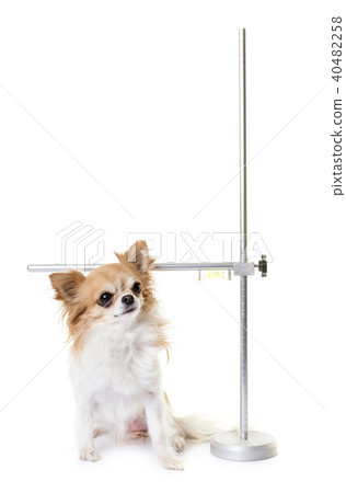 measuring rod for dog measuring rod for dog 40482258