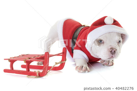 puppy american bully 40482276