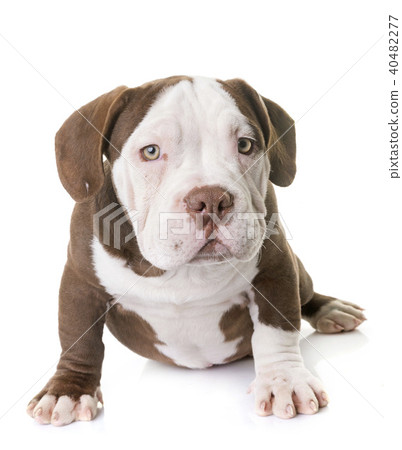 puppy american bully 40482277