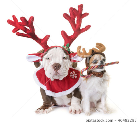 puppy american bully, chihuahua and christmas 40482283