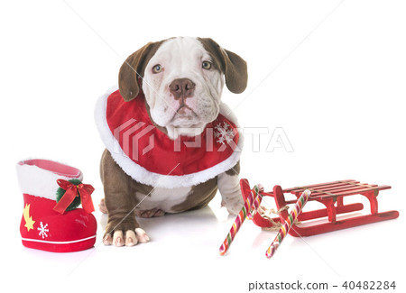 puppy american bully and christmas 40482284