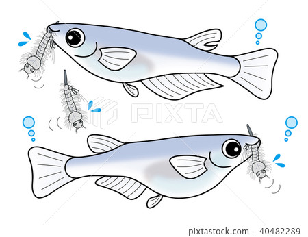 Huge male and female bow hula set to eat bow hula Huge male and female bow hula set to eat bow hula 40482289