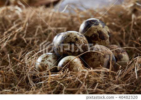 Conceptual still-life with quail eggs in hay nest, close up, selective focus 40482320