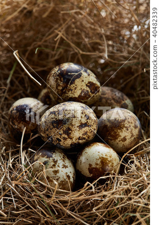 Conceptual still-life with quail eggs in hay nest, close up, selective focus Conceptual still-life with quail eggs in hay nest, close up, selective focus 40482339