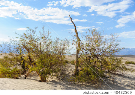 The Sand Dunes of Death Valley The Sand Dunes of Death Valley 40482569
