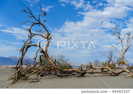 The Sand Dunes of Death Valley The Sand Dunes of Death Valley 40482587