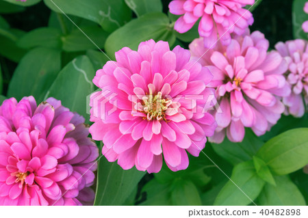 pink Zinnia flower (Zinnia violacea Cav.) pink Zinnia flower (Zinnia violacea Cav.) 40482898