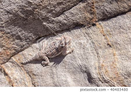 Desert Horned Lizard 40483480