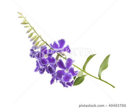 sapphire showers skyflower watercolor 40483788