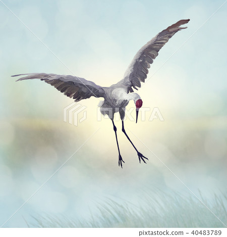 Sandhill Crane painting 40483789