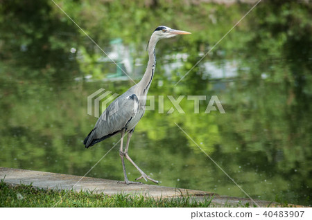portrait of heron walking in border water portrait of heron walking in border water 40483907