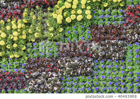 Young flowering seedlings with colorful flowers in pots for flowerbeds of the city, natural floral Young flowering seedlings with colorful flowers in pots for flowerbeds of the city, natural floral 40483908