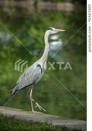 portrait of heron walking in border water portrait of heron walking in border water 40483909