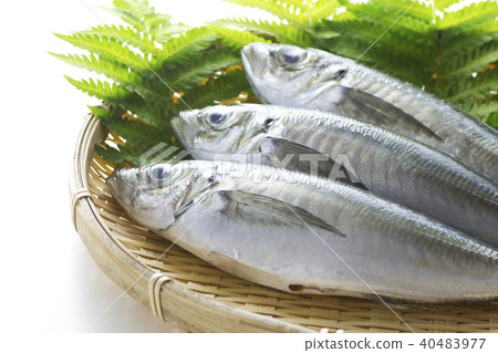 True horse mackerel 12 True horse mackerel 12 40483977