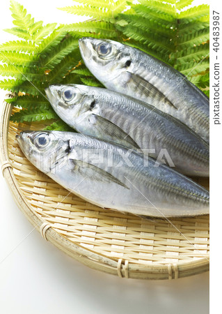 真鯖魚9 真鯖魚9 40483987