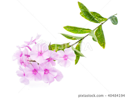 One phlox flower isolated on white background One phlox flower isolated on white background 40484194