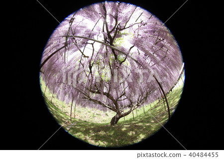 Kusanatsu wisteria of Tanba 100 Zen Temple that the fish saw Kusanatsu wisteria of Tanba 100 Zen Temple that the fish saw 40484455