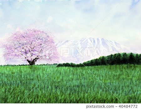 One cherry tree of Koiwai farm Koiwai farm 1 cherry tree One cherry tree of Koiwai farm Koiwai farm 1 cherry tree 40484772