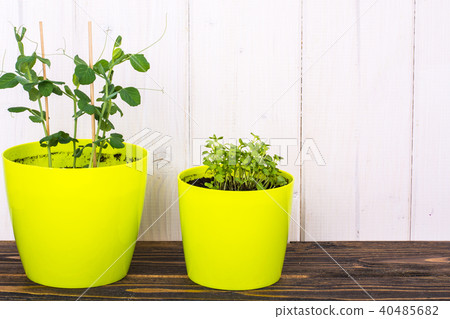 Green pot with young shoots of vegetable herbs Green pot with young shoots of vegetable herbs 40485682