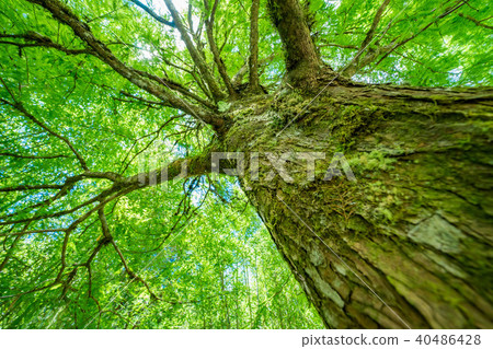 Mingchi Mountain View Mingchi Mountain View 40486428