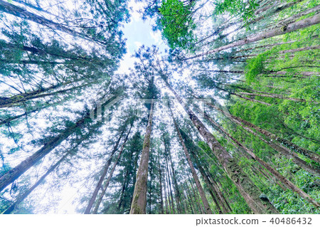 明池山景 40486432