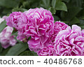 Peony flower 40486768