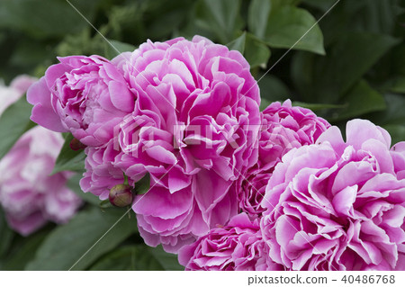 Peony flower Peony flower 40486768