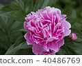 Peony flower 40486769