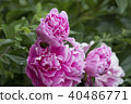 Peony flower 40486771