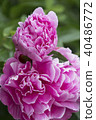 Peony flower 40486772