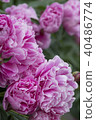 Peony flower 40486774