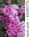 Peony flower 40486776