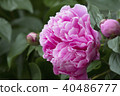 Peony flower 40486777