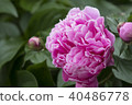 Peony flower 40486778